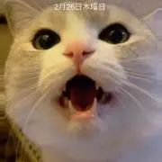 ともにゃん