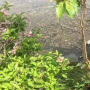 まよの画像