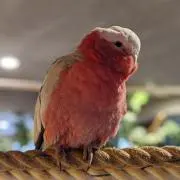 まつの画像