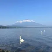 アボガドちゃんの画像