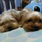 Yukichin