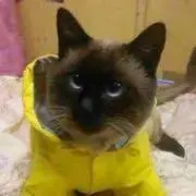 つばさ♪の画像