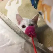 あいかの画像