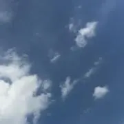 ねこの画像