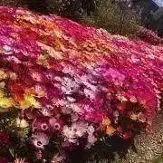 chaccoloの画像