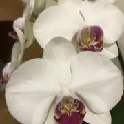 凛　プロフ必読くださいの画像