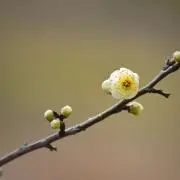 あっぷるの画像