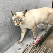 curoの画像
