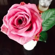 pink rose