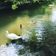 くーちゃんの画像
