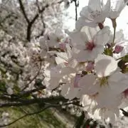 春夏の画像