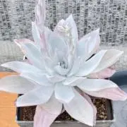 ひぐまの画像