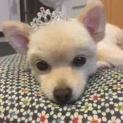 モチの画像