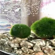 もーりんの画像