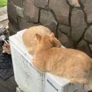 チロル姫！の画像