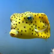 まりの画像