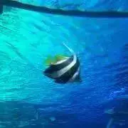 ありの画像