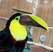 真面目なオオハシ店長