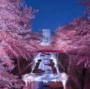 こたろう☆24時間以内発送の画像