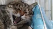 さきの画像