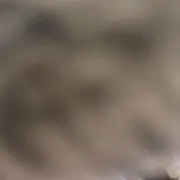 たの画像