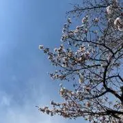 shinの画像