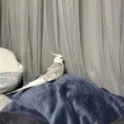 とり