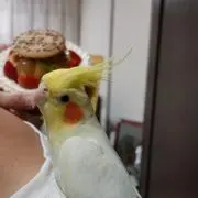 senrido1000の画像