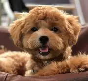 Brianの画像