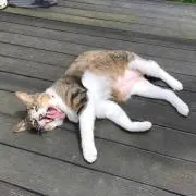 ヒソカ