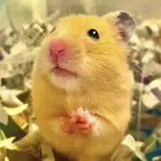 GOROSの画像