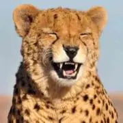 ややん