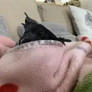 くさたにえんの画像