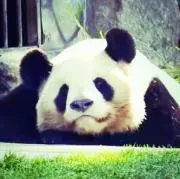 タンタン