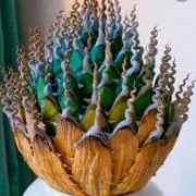雪植物ショップ フォロー必読の画像