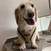 キロたんの画像