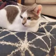せきはなの画像