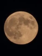 Coccoの画像