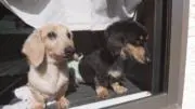 犬の居ぬ家の画像