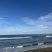 Leeの画像