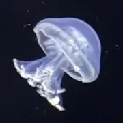 れもんの画像