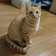 chaaakoの画像