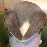 ふくはうちの画像