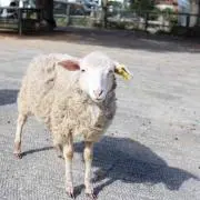 ayakoの画像