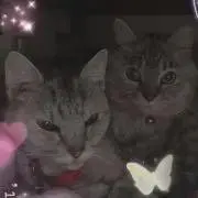 なでこ