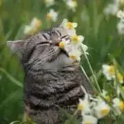 ふぅ（断捨離中）の画像