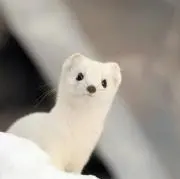 Okoの画像