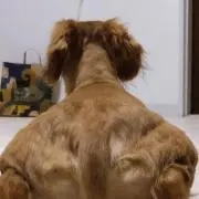 マッチョイッヌ