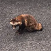 kns2の画像