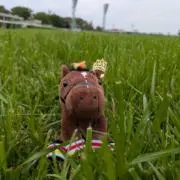 みかんの画像
